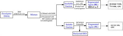 Unraveling the Structural Transformation of Wood Lignin During Deep Eutectic Solvent Treatment